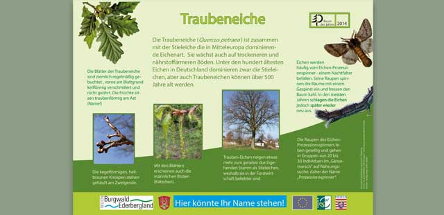 Traubeneiche | Erlebnisf&uuml;hrungen durch Natur und Landschaft rund um Marburg | Referenzen