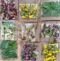 Wiesen erleben | Erlebnisführungen durch Natur und Landschaft rund um Marburg | Referenzen