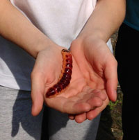 Kindergeburtstage | Erlebnisführungen durch Natur und Landschaft rund um Marburg | Referenzen