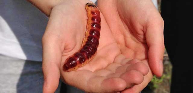 Kindergeburtstage | Erlebnisf&uuml;hrungen durch Natur und Landschaft rund um Marburg | Referenzen